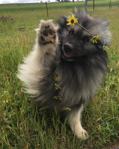 One of my many furbabies, Bear, is waving farewell to winter and hello to spring